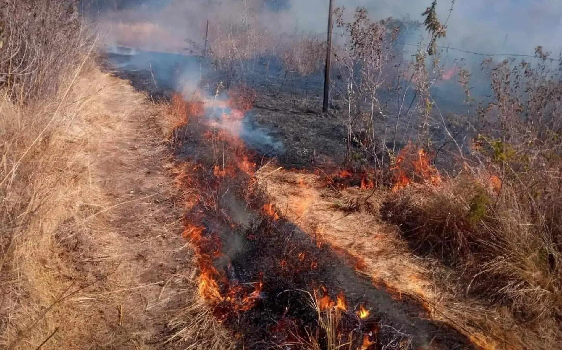 incendio forestal 3